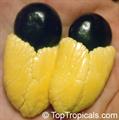 achee, ackee apple or akee